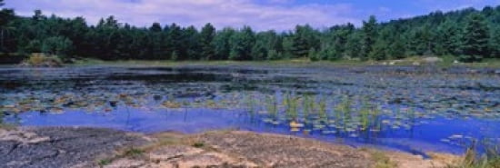 Pond in a national park Bubble Pond Acadia National Park Mount Desert Island Hancock County Maine USA Canvas Art - Panoramic Images (36 x 12)