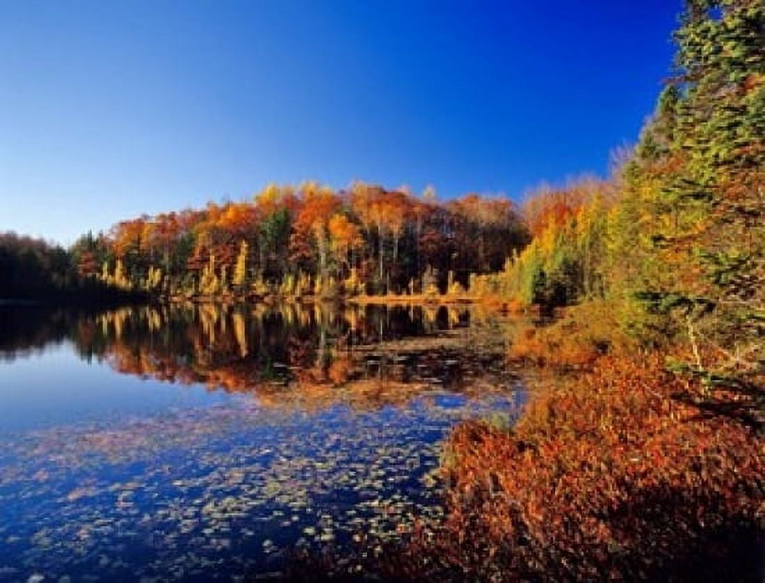 Pond in the Chaquamegon National Forest Cable Wisconsin Canvas Art - Chuck Haney DanitaDelimont (24 x 18)