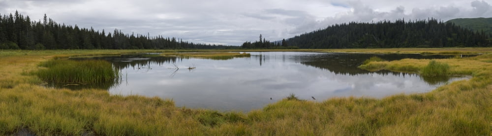 Pond in middle of sedge meadow on a rainy day in Taiga Boreal Forest Lake Clark National Park and Preserve Alaska USA Canvas Art - Panoramic Images (27 x 9)