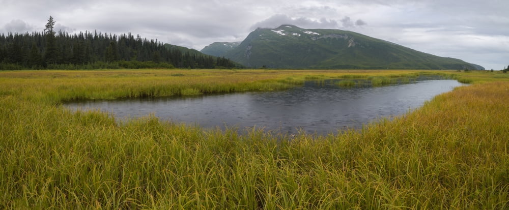 Pond in middle of sedge meadow on a rainy day in Taiga Boreal Forest Lake Clark National Park and Preserve Alaska USA Canvas Art - Panoramic Images (36 x 12)