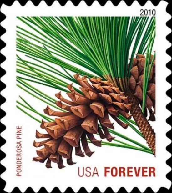 Ponderosa Pine Cone Canvas Art - US POSTAL SERVICE (24 x 24)