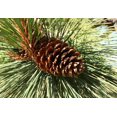 Ponderosa Pine potted tree seedling Landscape, Timber Tree, Bonsai