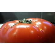 Ponderosa Pink Tomato Seeds. 200 Seeds per Pack. 1-2 Pound Fruit. 88 Days. Heirloom, Open Pollinated, Non-GMO. Beefsteak Style Slicing Tomato.