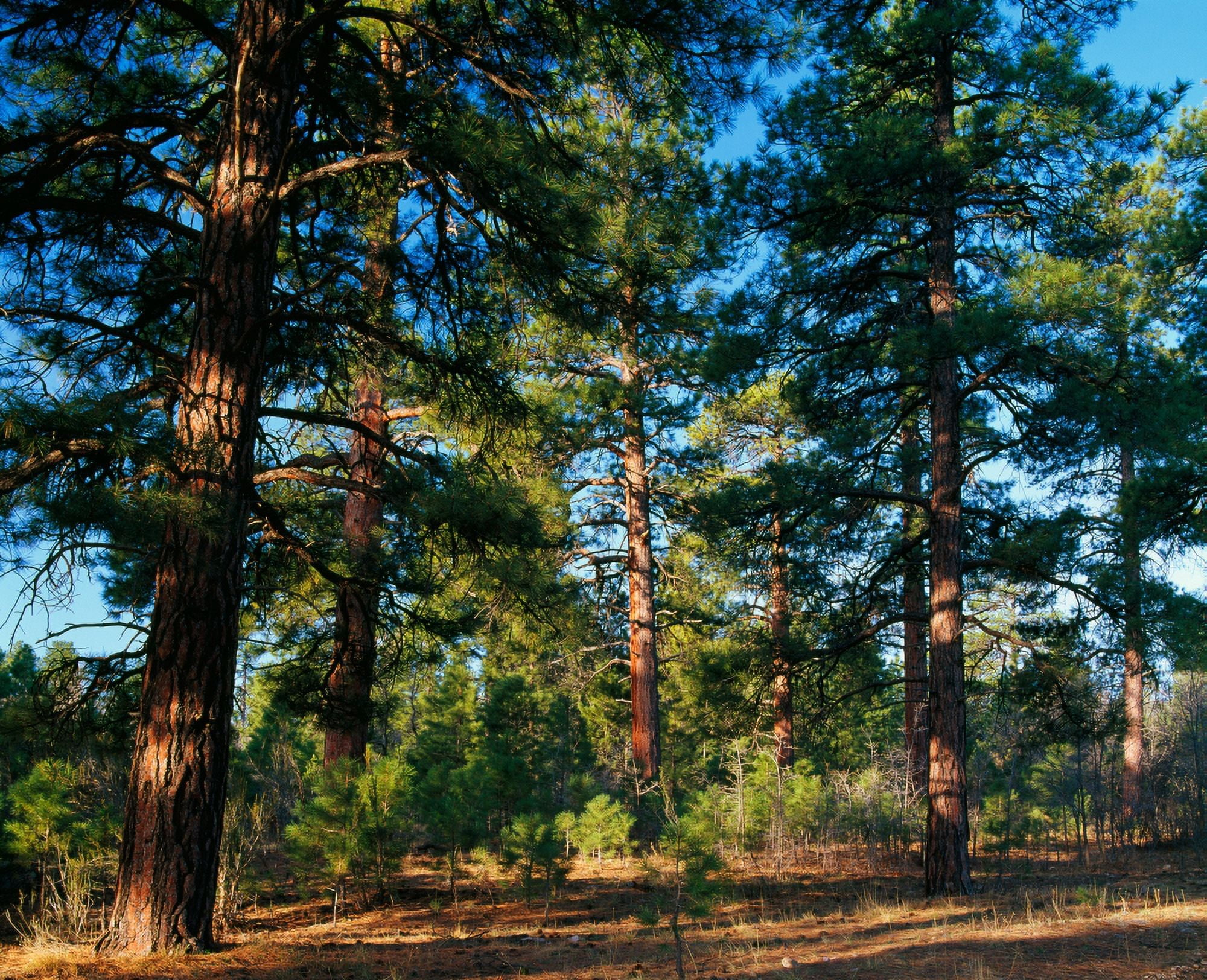 Ponderosa pine tree forest Kaibab National Forest Arizona USA Canvas Art - Panoramic Images (22 x 27)
