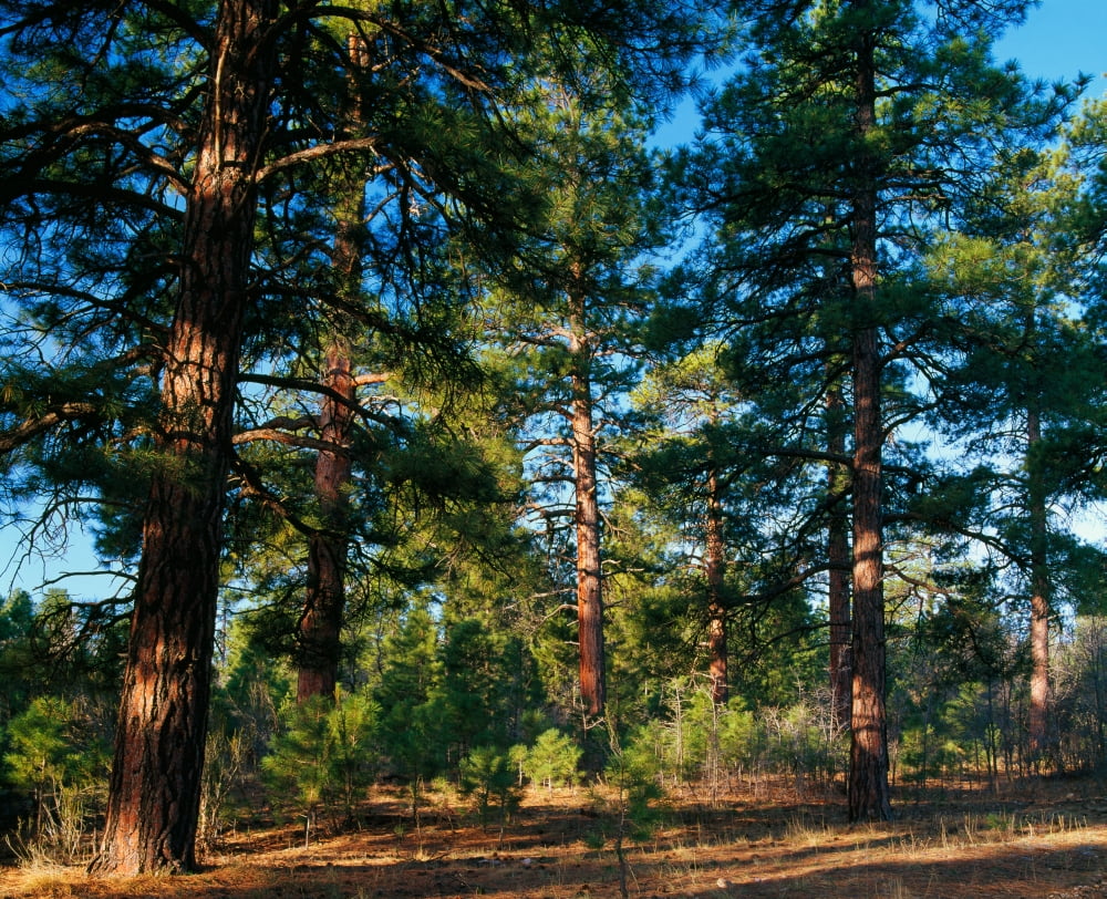 Ponderosa pine tree forest Kaibab National Forest Arizona USA Canvas Art - Panoramic Images (29 x 36)