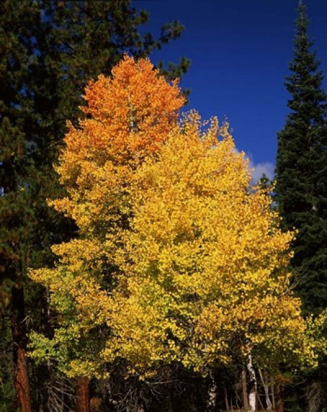 Ponderosa pine with Aspen and Fir trees in autumn Crater Lake National Park Oregon USA Canvas Art - Panoramic Images (29 x 36)