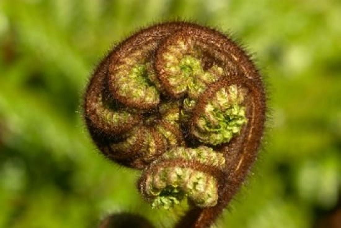 Ponga Tree Fern Frond South Island New Zealand Canvas Art - David Wall DanitaDelimont (24 x 15)
