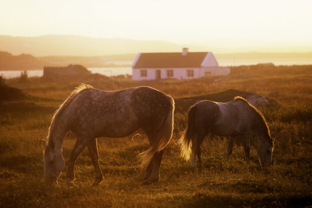 Ponies Grazing In A Field Connemara County Galway Republic Of Ireland Canvas Art - The Irish Image Collection Design Pics (36 x 24)