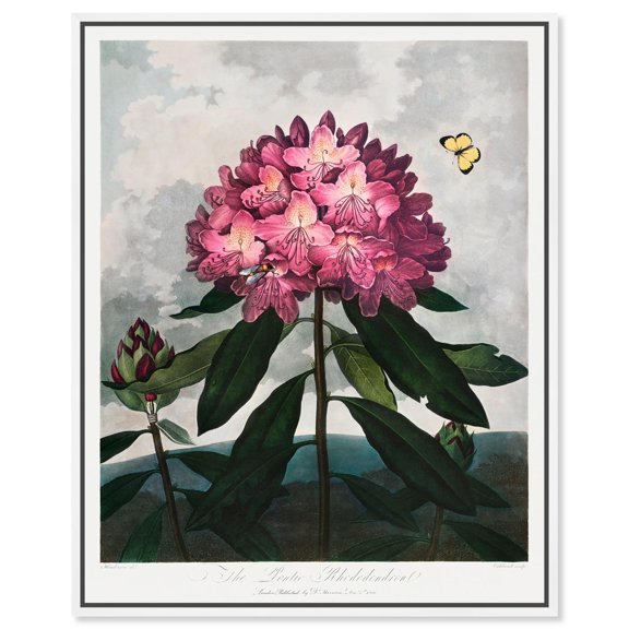 Pontic Rhododendron 1807 Canvas Floral Illustration by Art Remedy, White Frame, 16 x 20