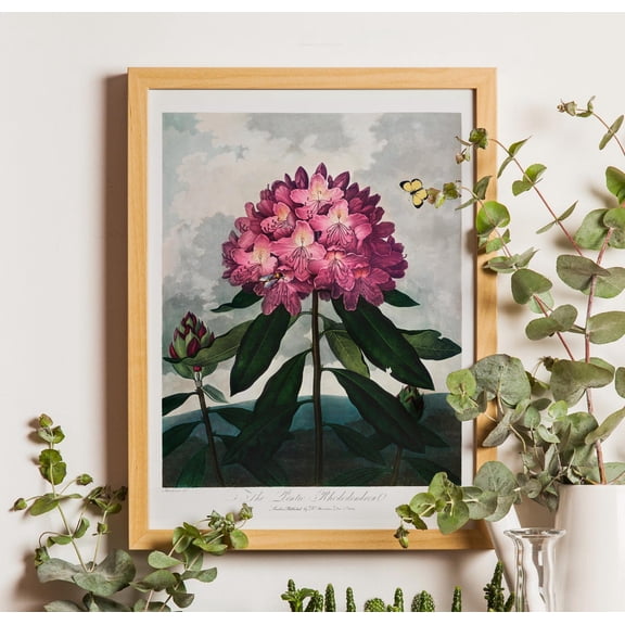 Pontic Rhododendron Botanical , Thornton Flower Art Unframed Paper Print