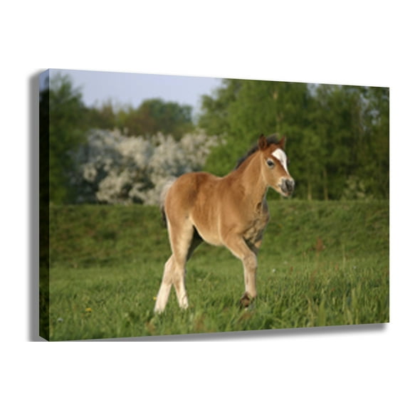 Pony Canvas Print