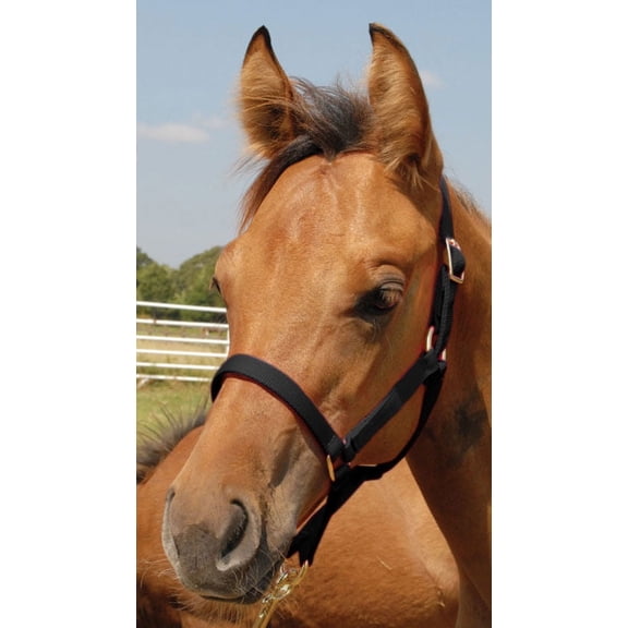 Jeffers Equine Nylon Pony Halter, Up to 300lbs – Heavy Duty 2 Ply Adjustable Design with 3/4" Webbing & Cast Hardware, Secure Fit for Stable Tack, Training, & Barn Use, Pairs with Blanket - Black