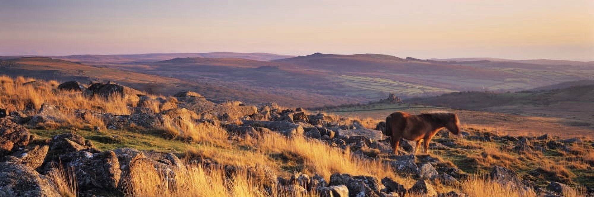 Pony at Staple Tor Dartmoor Devon England Canvas Art - Panoramic Images (27 x 9)