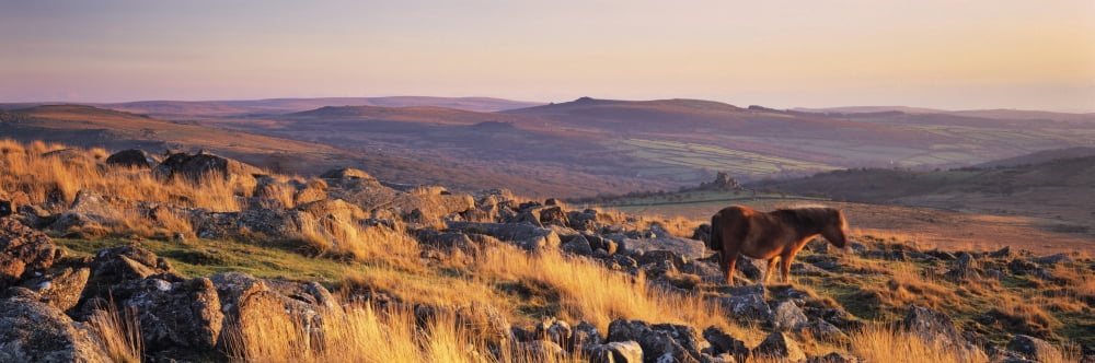 Pony at Staple Tor Dartmoor Devon England Canvas Art - Panoramic Images (36 x 12)