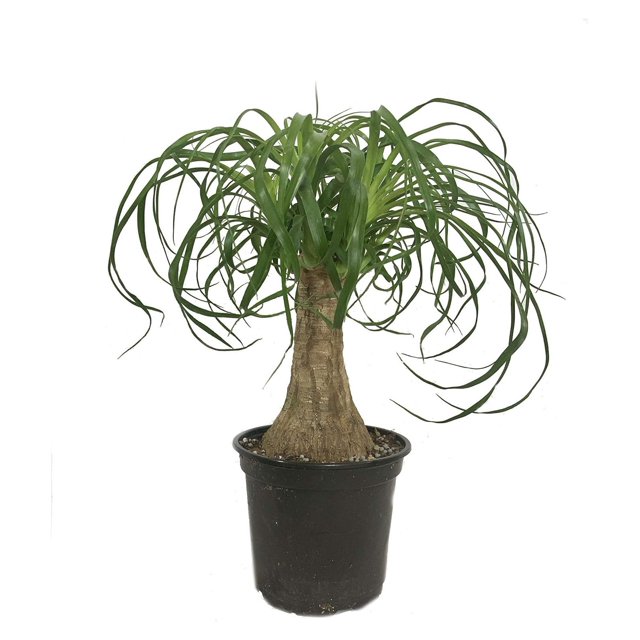 Ponytail Palm Live Plant in a 6 Inch Growers Pot Beaucarnea