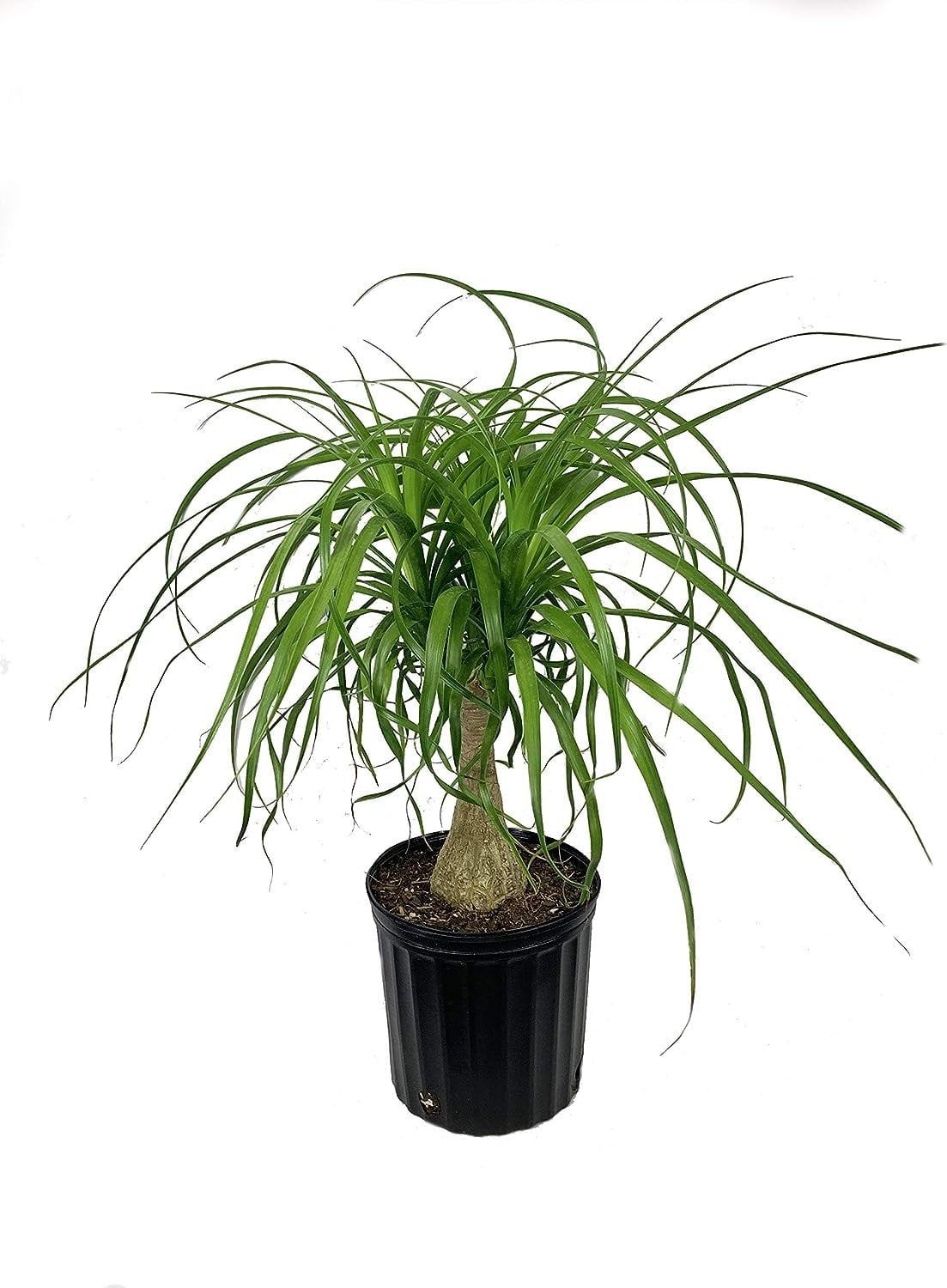 Ponytail Palm - Live Plant in an 8 Inch Pot - Beaucarnea Recurvata ...