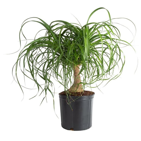 Ponytail Palm, Medium Indirect Sunlight, Indoor Live House Plants, Grow Pot