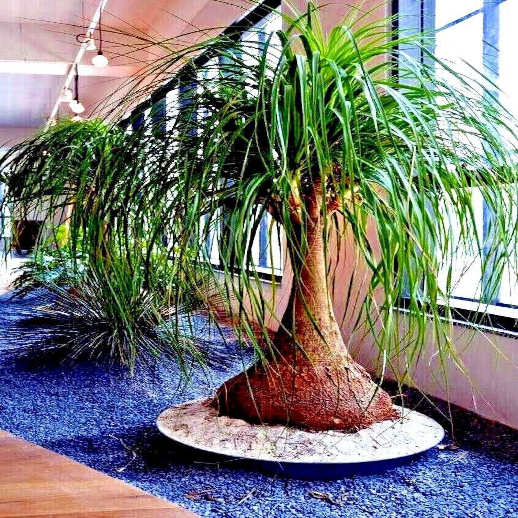Ponytail Palm Tree Seeds Beaucarnea recurvata Elephant Foot Indoor