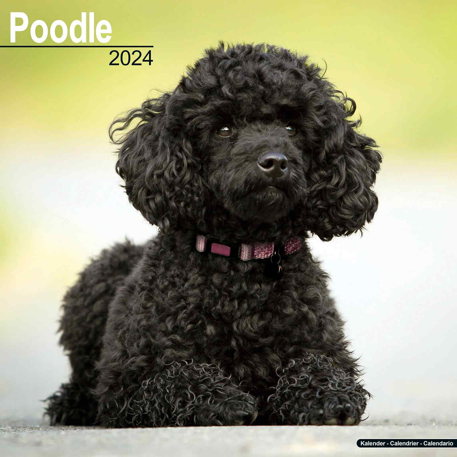 Poodle Calendar 2024 Poodle Dog Breed Calendar Poodle Premium Wall