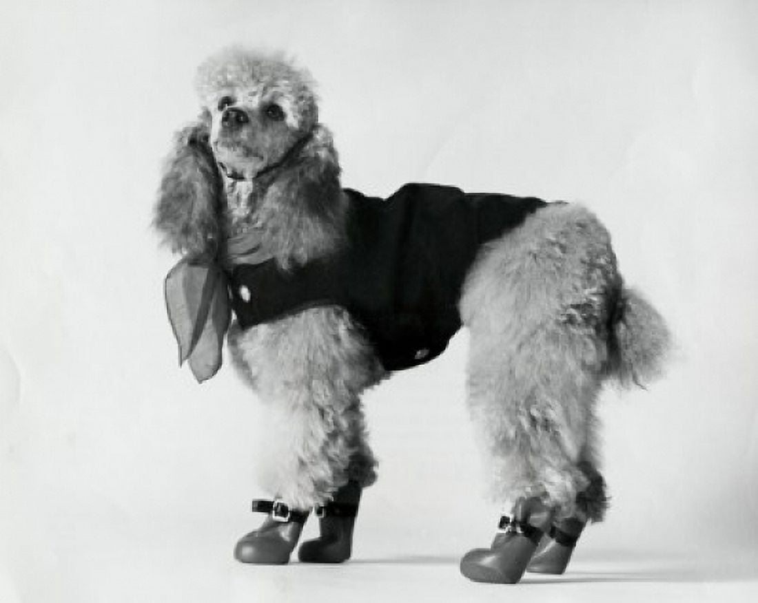 Poodle Canvas Art - (18 x 24)