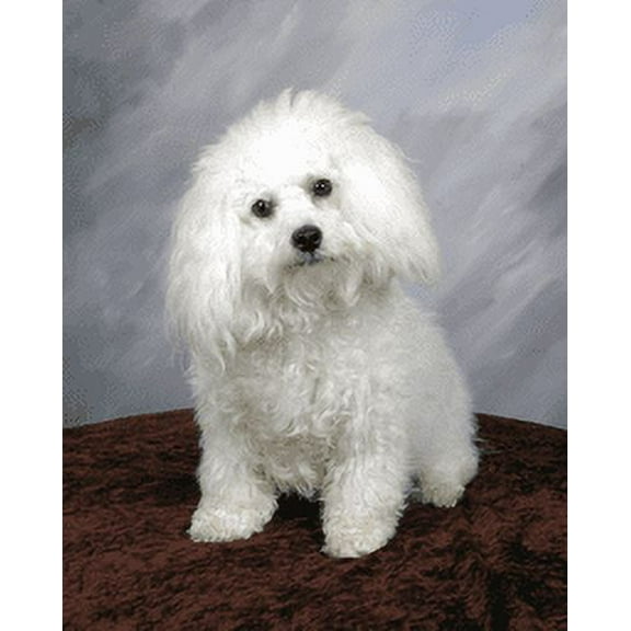 Poodle Portrait Glossy Poster