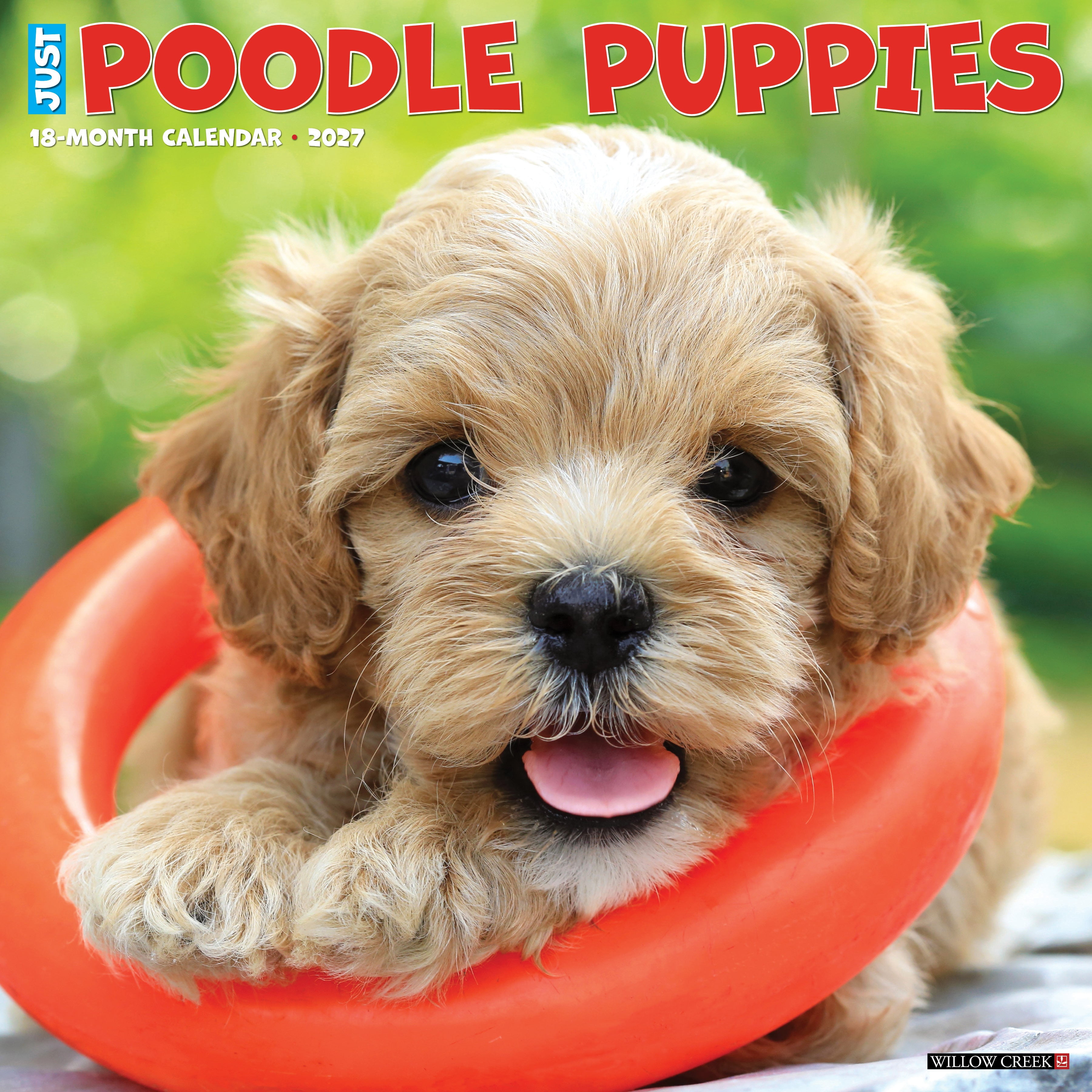 Willow Creek Press, Poodle Puppies 2027 Wall Calendar