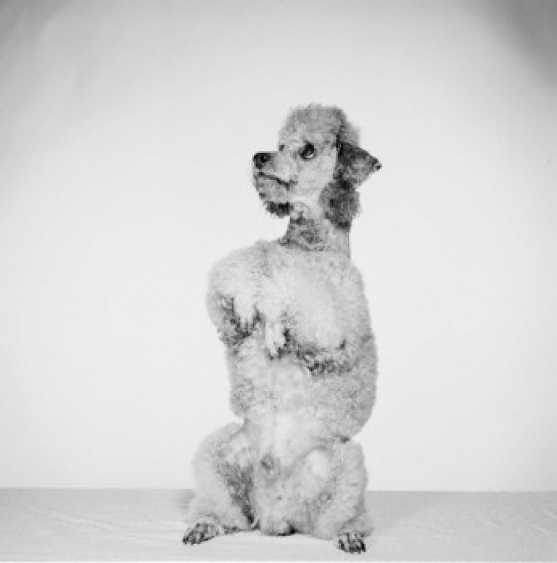 Poodle begging Canvas Art -  (24 x 36)