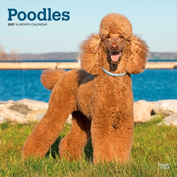 Poodles | 2027 12x24" (Hanging) Wall Calendar | Plastic-Free