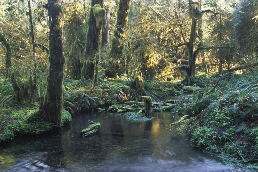 Pool In Temperate Rainforest Stream Canvas Art - David Ponton Design Pics (38 x 24)