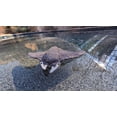 thumbnail image 1 of Pool Stingray Original, 1 of 1