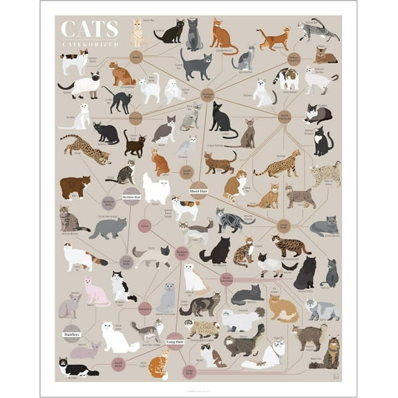 Pop Chart | Cats, Categorized |Art Poster | Infographic of Every Cat Breed | Perfect Cat Lover Wall Decor for Living Room, Kitchen, and Bedroom | 100% Designed and Made in the USA
