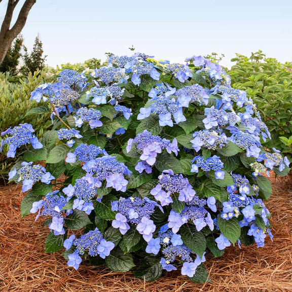Pop Star Reblooming Hydrangea  Compact Blue Flowering Shrub for Sun & Part Shade