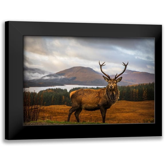 Popan, Adrian 24x17 Black Modern Framed Museum Art Print Titled - Scottish Stag