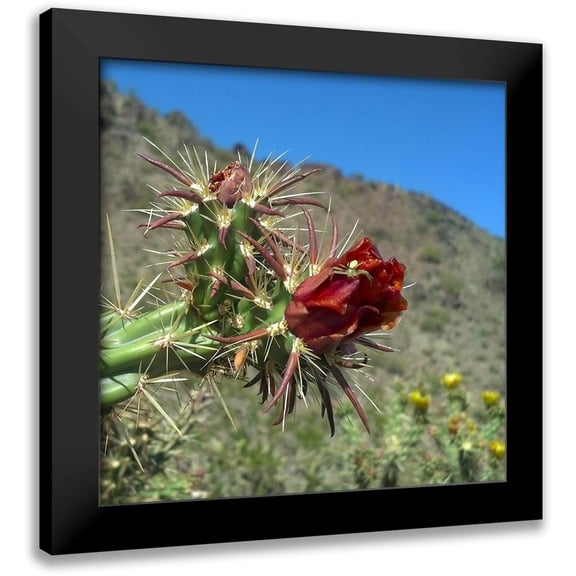 Popcorn 12x12 Black Modern Framed Museum Art Print Titled - Cholla Bloom IV : Crab Spider