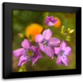 thumbnail image 1 of Popcorn 12x12 Black Modern Framed Museum Art Print Titled - Purple Flower Blue Anthers I a, 1 of 5