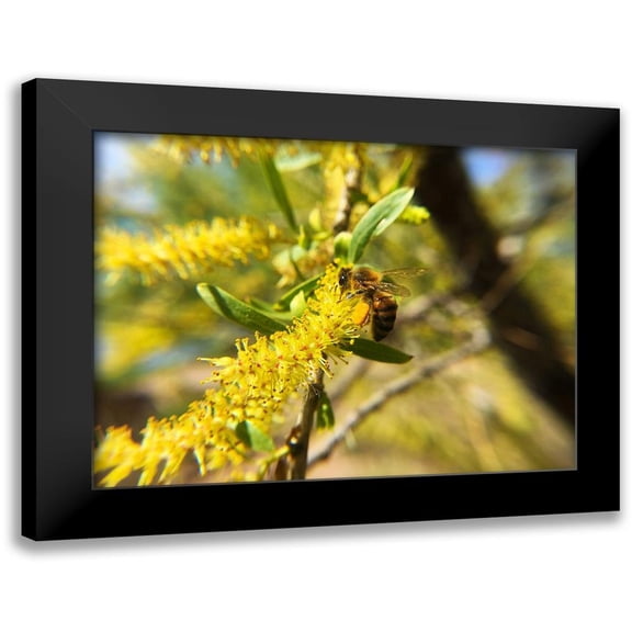 Popcorn 14x12 Black Modern Framed Museum Art Print Titled - Bee in Mesquite Tree