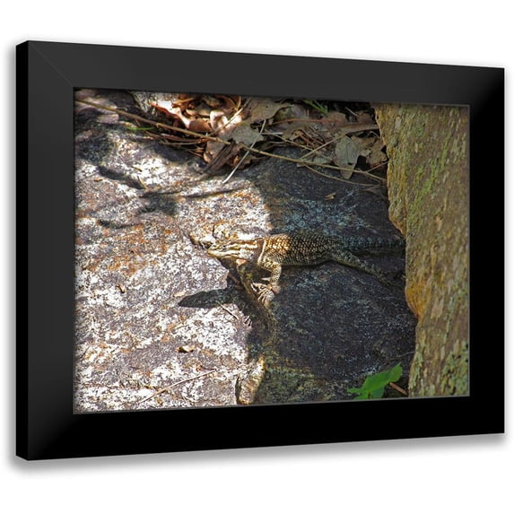 Popcorn 14x12 Black Modern Framed Museum Art Print Titled - Lizard V