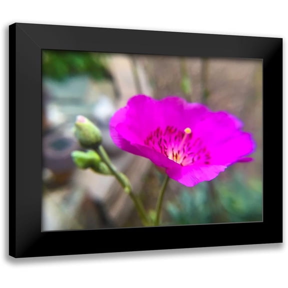 Popcorn 14x12 Black Modern Framed Museum Art Print Titled - Rock Purslane Bloom II