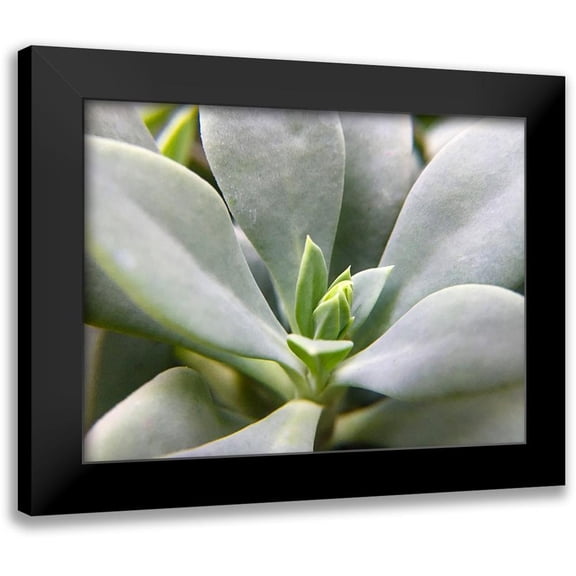 Popcorn 14x12 Black Modern Framed Museum Art Print Titled - Rock Purslane