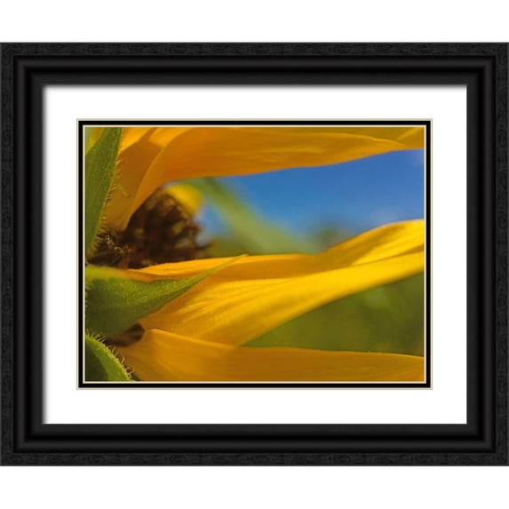 Popcorn 14x12 Black Ornate Wood Framed with Double Matting Museum Art Print Titled - Sunflower III
