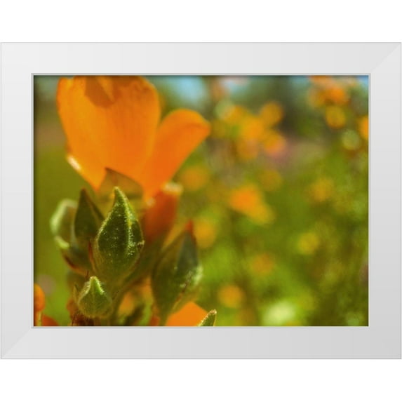 Popcorn 14x12 White Modern Wood Framed Museum Art Print Titled - Color Mood IV: Globe Mallow