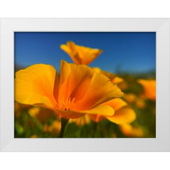 Popcorn 14x12 White Modern Wood Framed Museum Art Print Titled - Poppies III