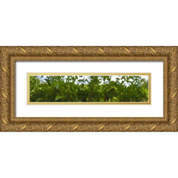 Popcorn 14x6 Gold Ornate Wood Framed with Double Matting Museum Art Print Titled - Among Leaves I