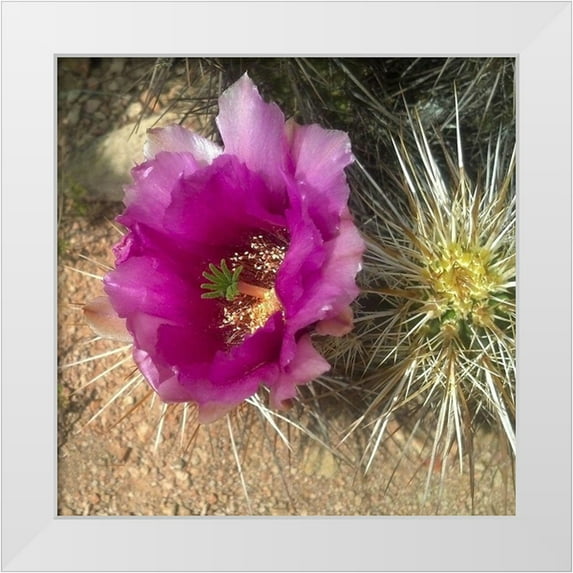 Popcorn 15x15 White Modern Wood Framed Museum Art Print Titled - Hedgehog Bloom I