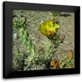thumbnail image 1 of Popcorn 16x15 Black Modern Framed Museum Art Print Titled - Cholla Bloom II, 1 of 5