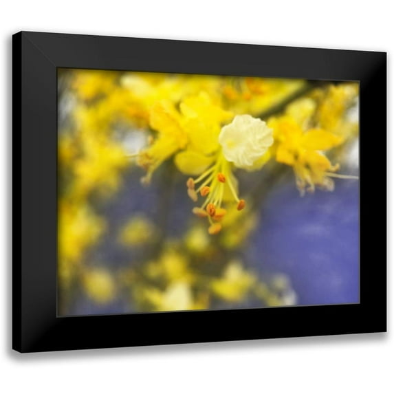 Popcorn 18x15 Black Modern Framed Museum Art Print Titled - Tree In Bloom I