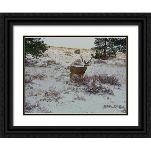 Popcorn 18x15 Black Ornate Wood Framed with Double Matting Museum Art Print Titled - Estes Park 5: Bull Deer II