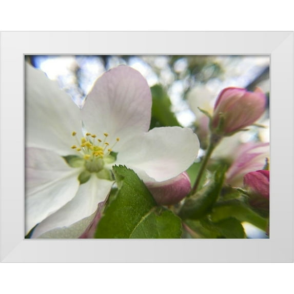 Popcorn 18x15 White Modern Wood Framed Museum Art Print Titled - Apple Blossoms I
