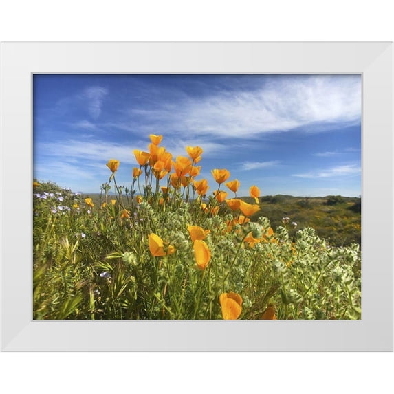 Popcorn 18x15 White Modern Wood Framed Museum Art Print Titled - Wildflowers XXVII