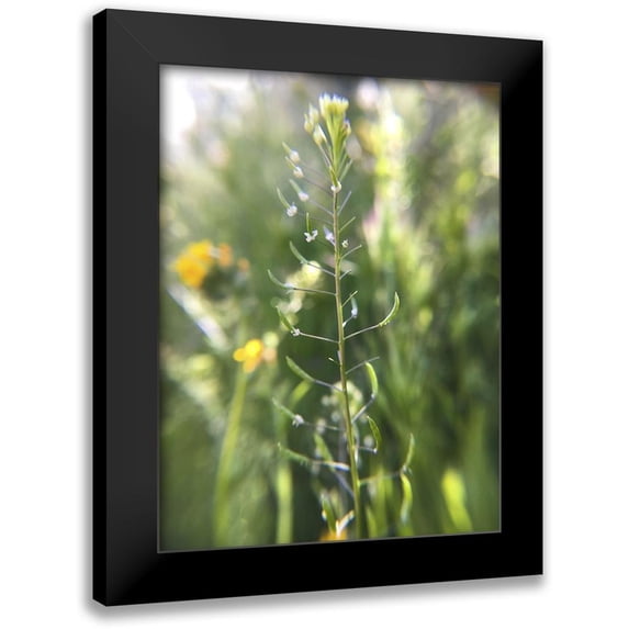 Popcorn 19x24 Black Modern Framed Museum Art Print Titled - Wildflowers Macro III